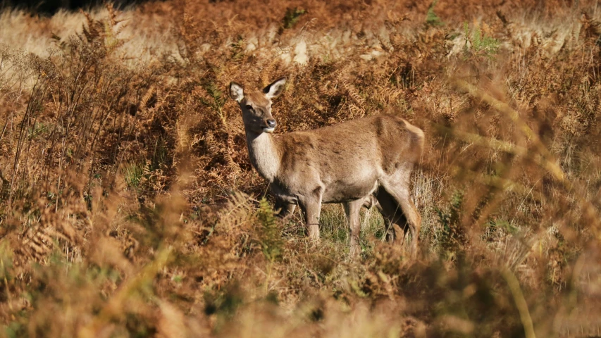 the deer is standing alone in the tall brown grass