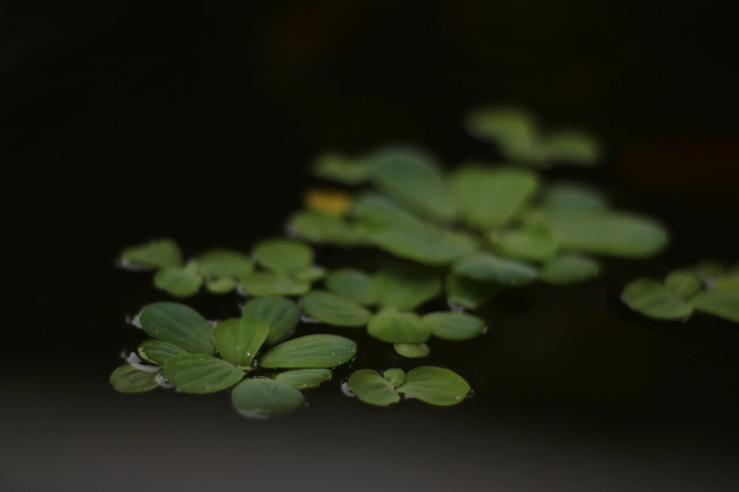 a bunch of plants that are laying out on the ground