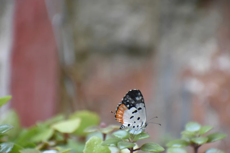 a colorful erfly on a small shrub near the fence