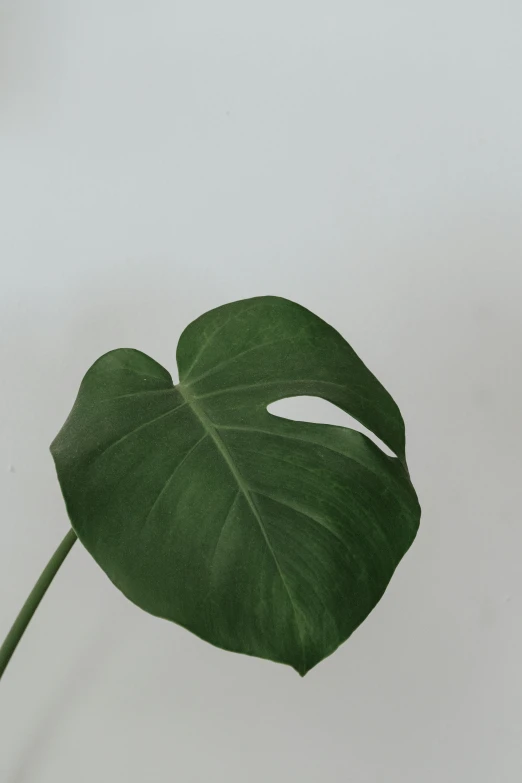 a large leaf with a long stem