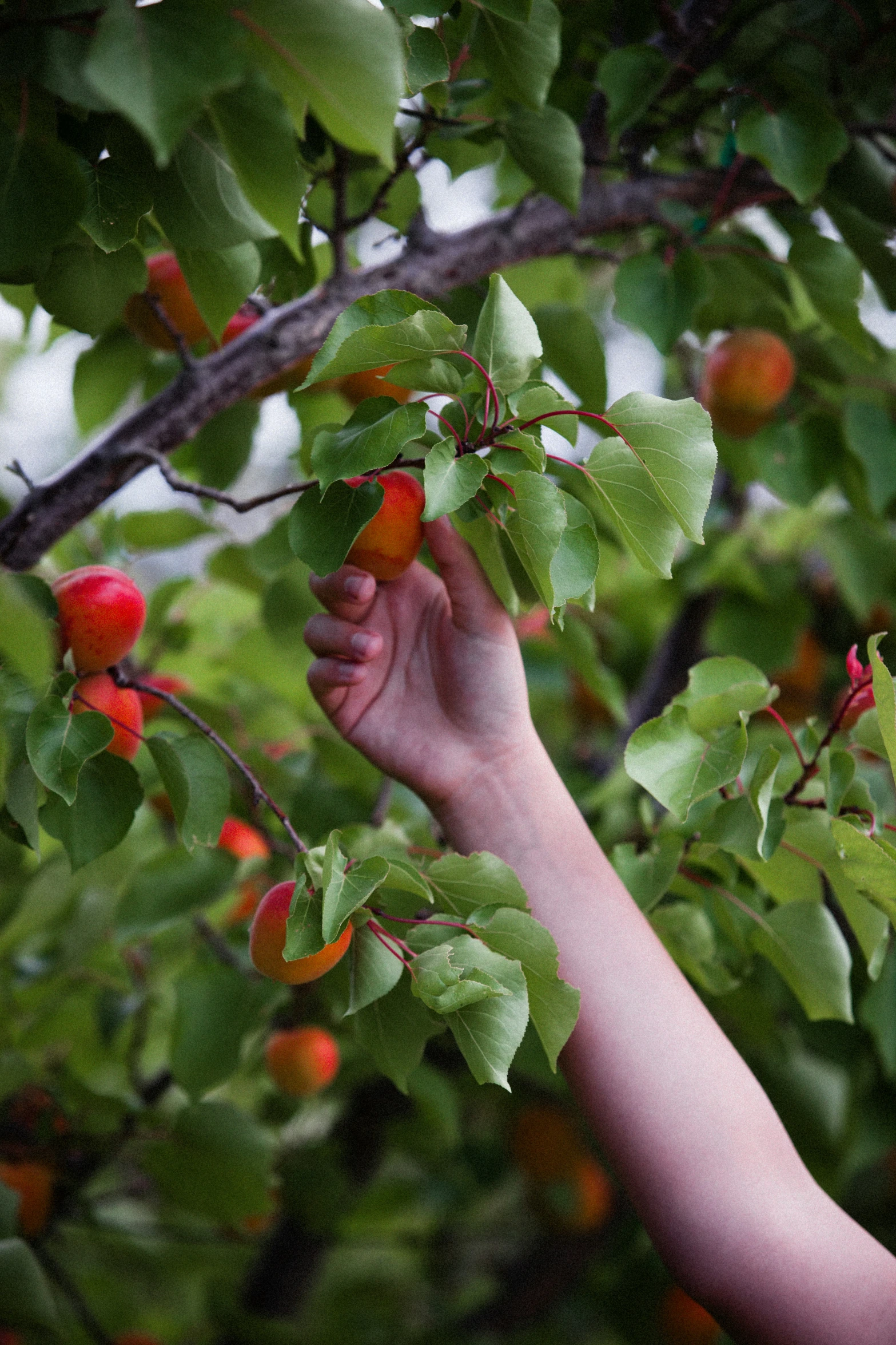 a person reaches for berries off of a tree