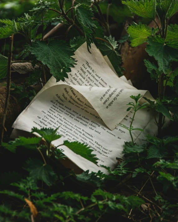 papers that are sitting in the leaves of a tree