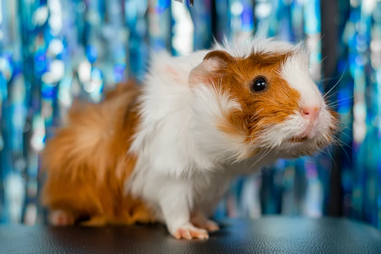 an adorable little brown and white hamster standing on a table