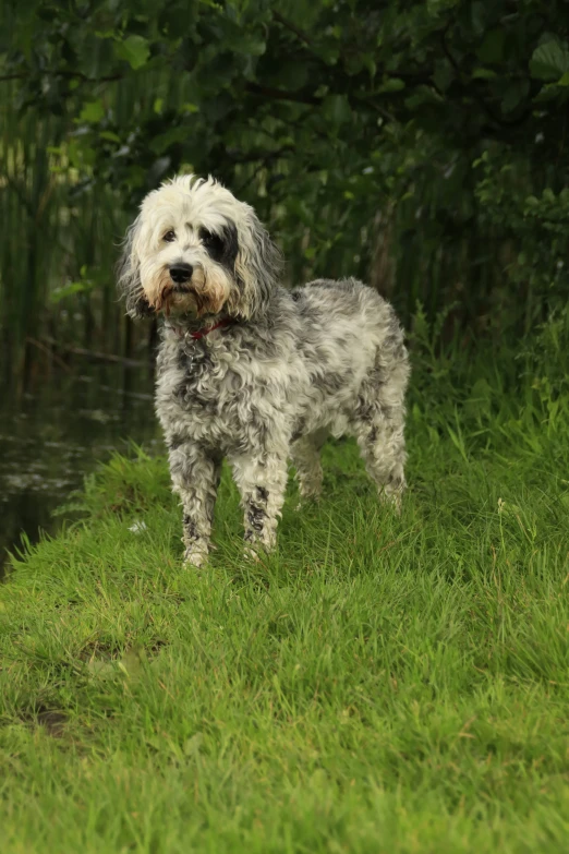 a gy gray dog stands on the grass by the water