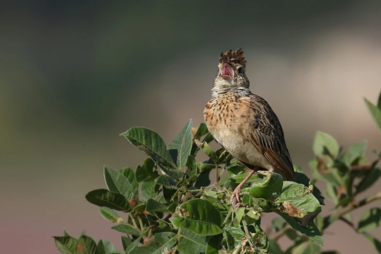 a brown and white bird perched on top of a green plant