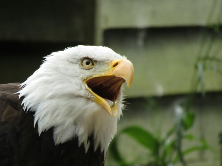 an adult bald eagle with its mouth wide open