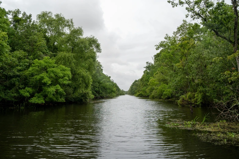 a river near some trees is covered with rain