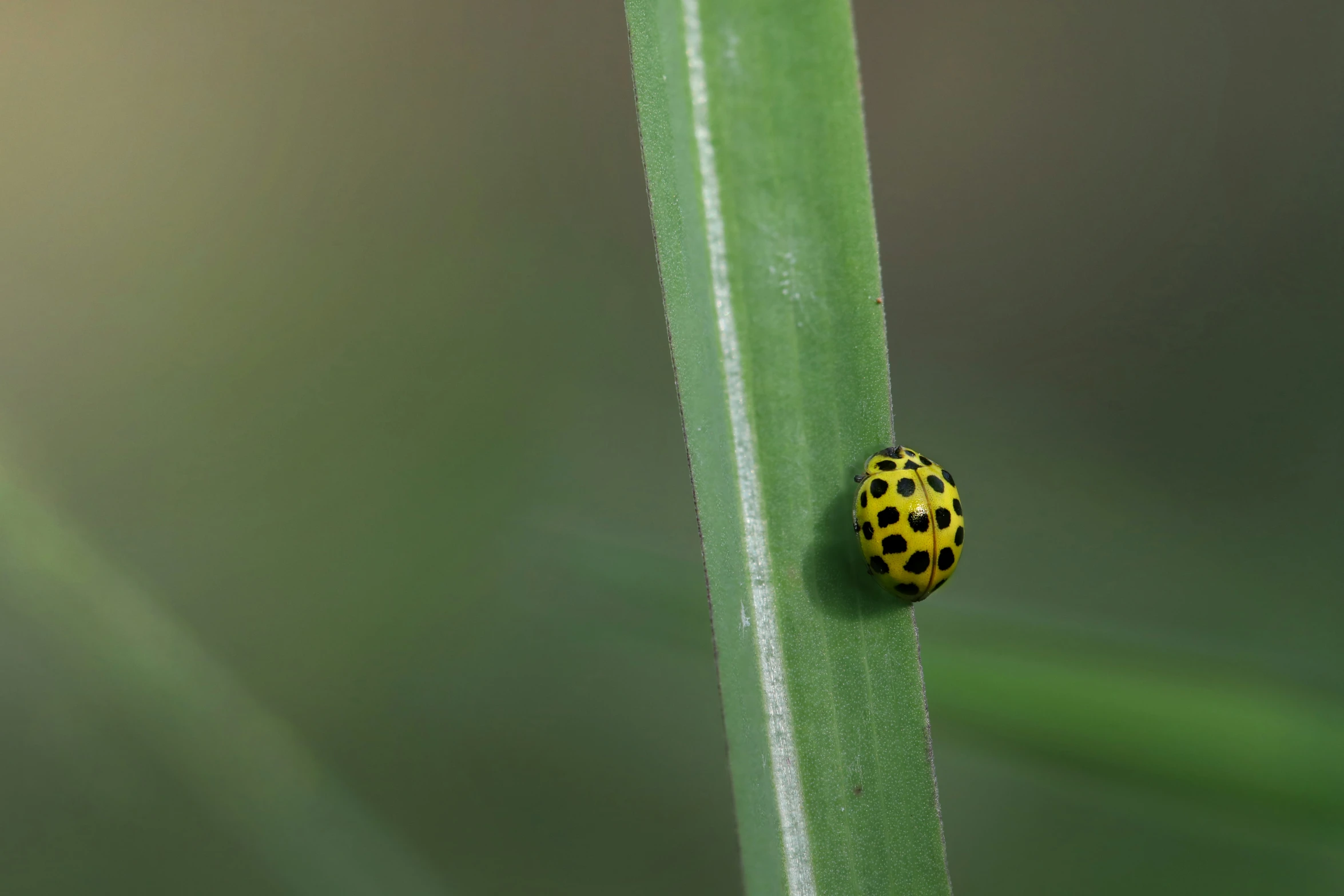 a lady bug is resting on a tall grass