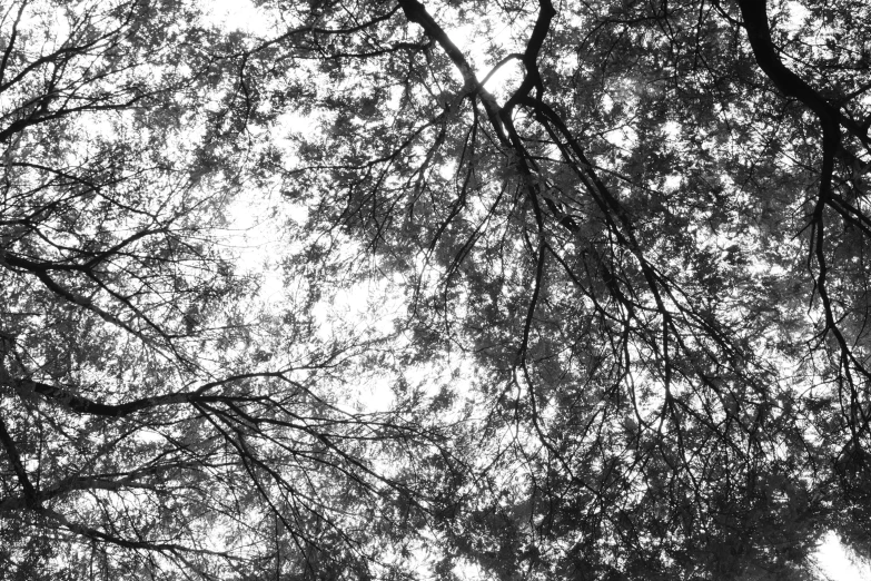 a view up through the nches of trees