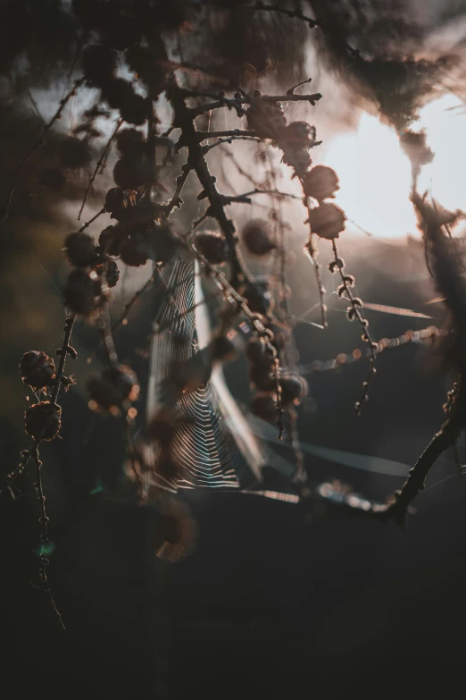 a close up view of water droplets on the nches of a tree