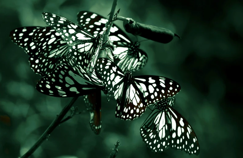 a bunch of erflies sitting on top of a plant