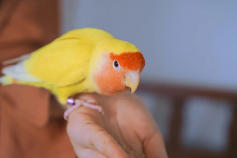 the bird is perched on someone's hand