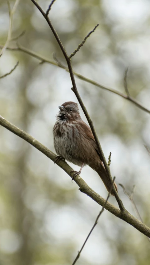 a small bird is sitting on the limb of a tree