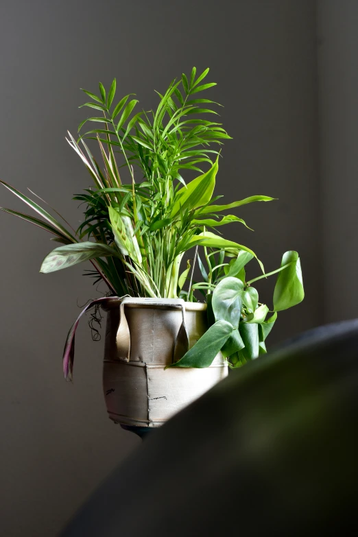 a couple of potted plants sit in a container