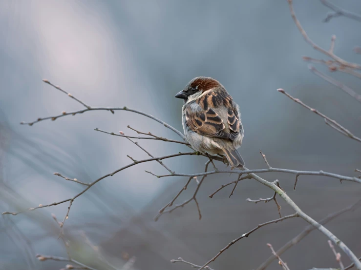 a small brown bird sitting on top of a tree nch