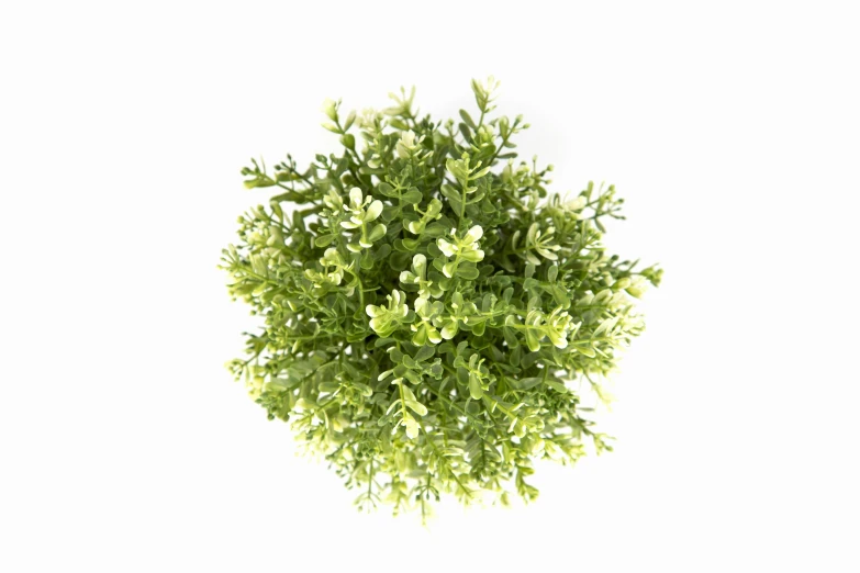 some small green plants on a white background