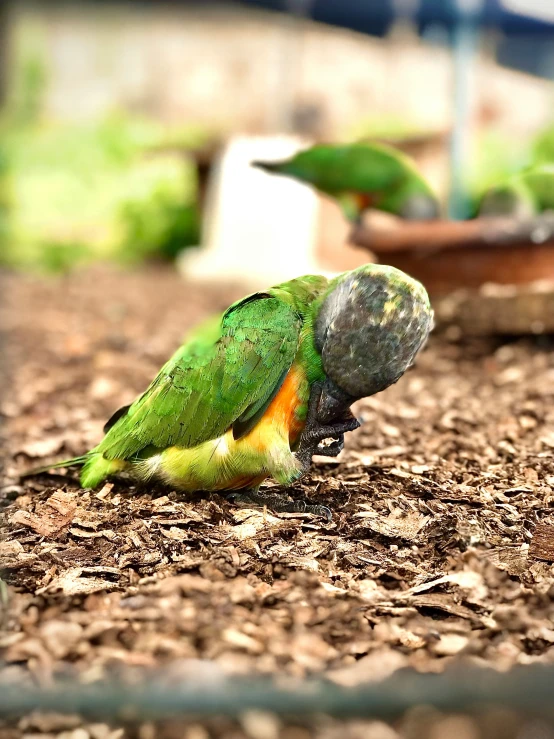 a couple of birds that are standing in the dirt