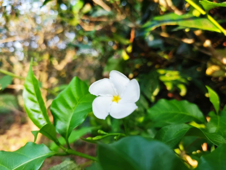 a white flower is shown blooming by a wooded area