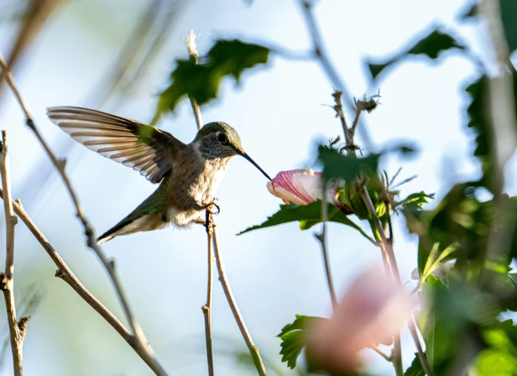 a humming bird in a tree eating a flower