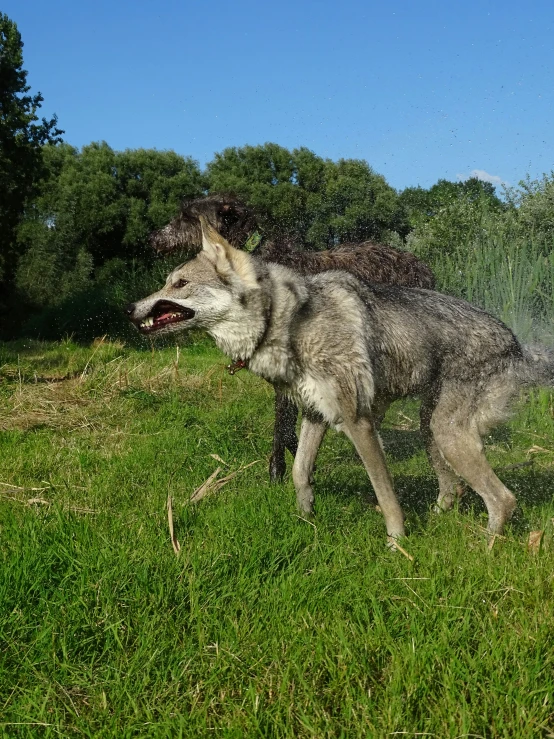a wolf that is walking in the grass
