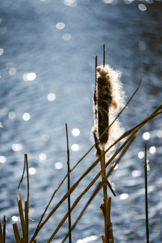 a reed in the water with a blurry background