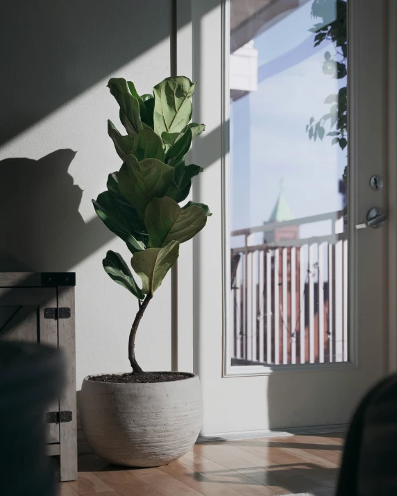 a potted plant that is sitting on a wood floor