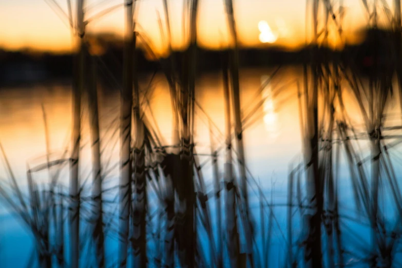 the water is reflecting sunset behind dry reeds