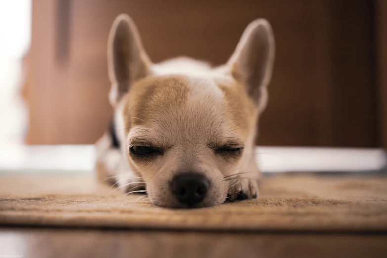 a dog with its eyes closed laying on the ground
