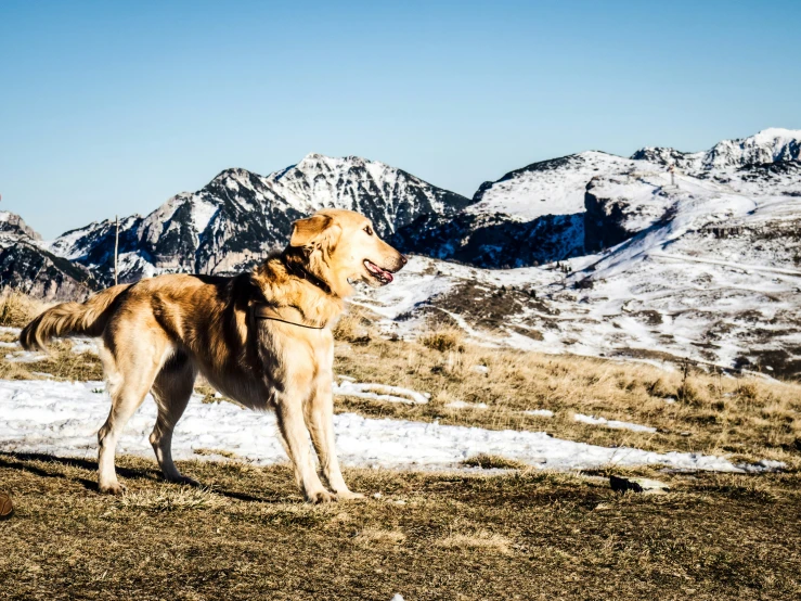 a brown dog is standing in front of snow - capped mountains