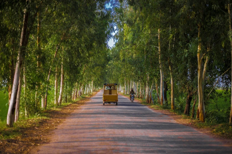 a narrow road lined with tall trees and people