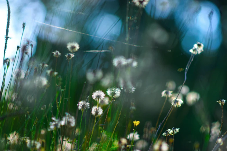 a close up po of some flowers and grasses