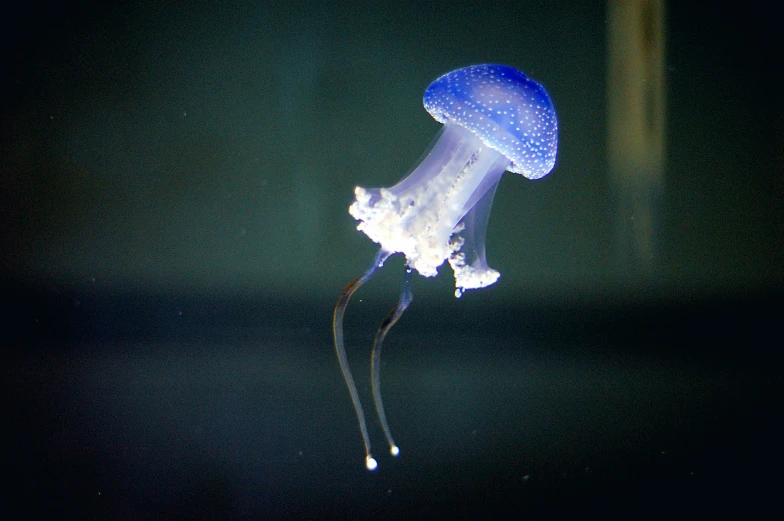 there is a jellyfish with a long tail and one head