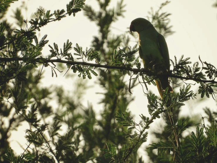 green bird sitting on nch of tree looking over head