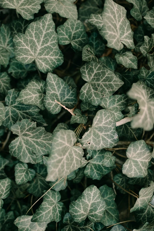 a close up of the green leaves on the ground