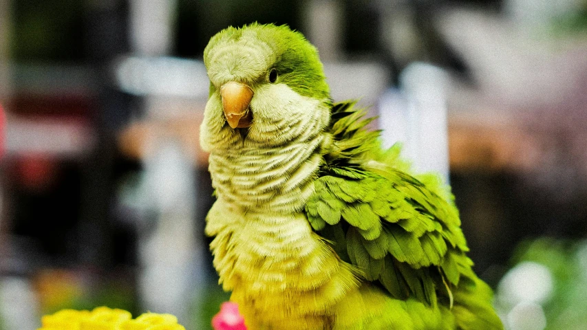 a green parrot on a table next to yellow flowers