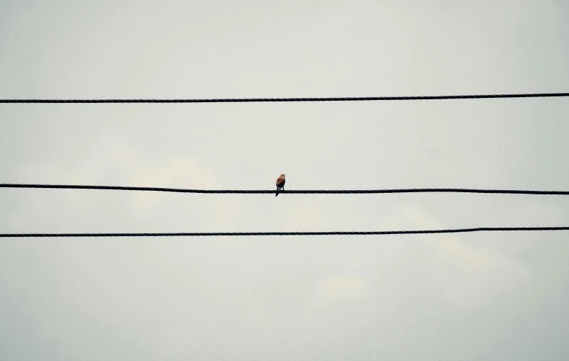 a small bird sitting on an electric wire