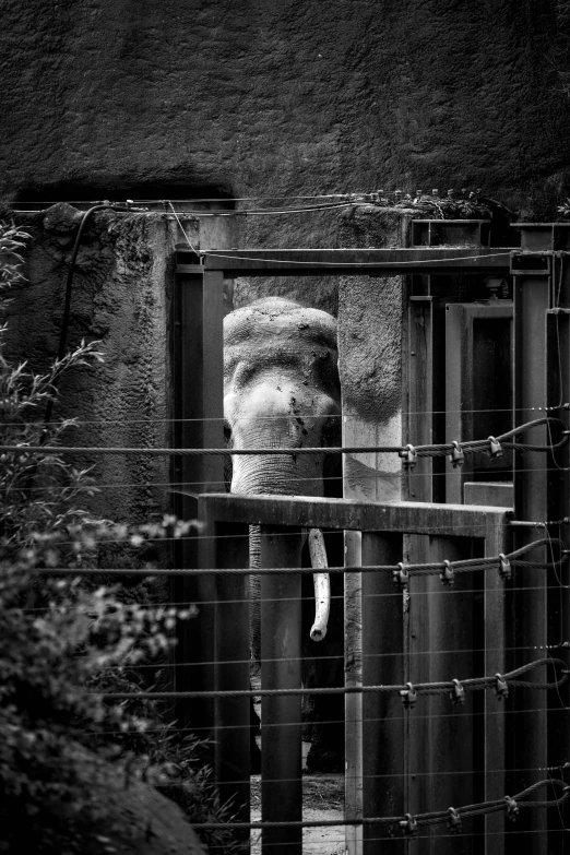 an elephant is hanging from the caged enclosure