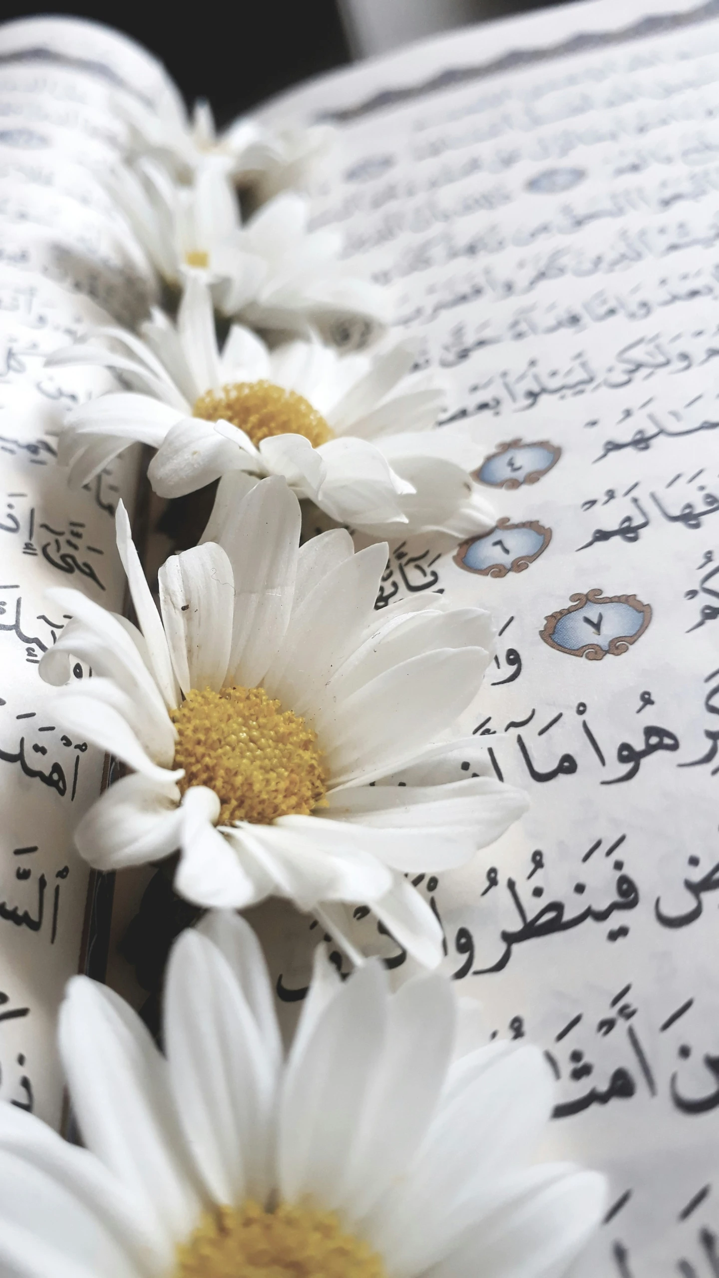 daisy blossoms are lying on a book of arabic handwriting