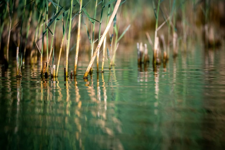 a small body of water surrounded by tall weeds