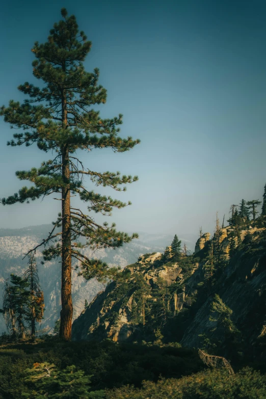 a lone pine tree on the edge of a cliff