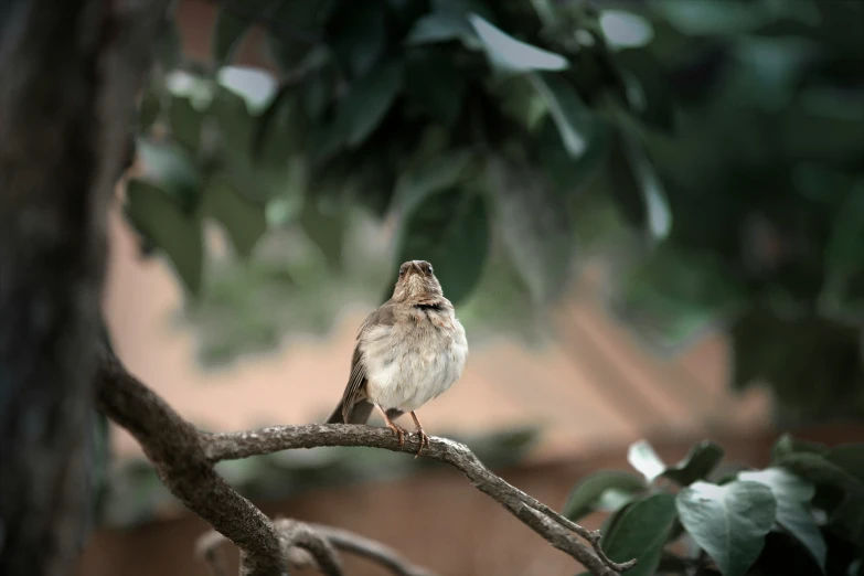 a small bird on a tree limb in a park