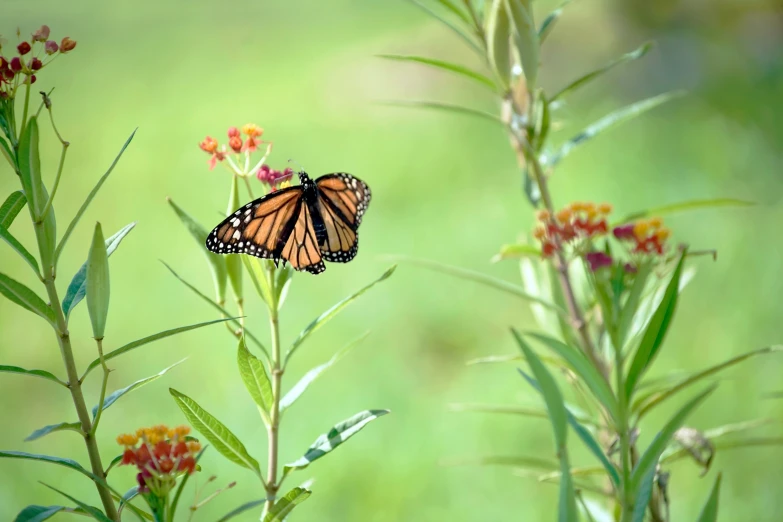 a monarch erfly resting on the tops of some flowers