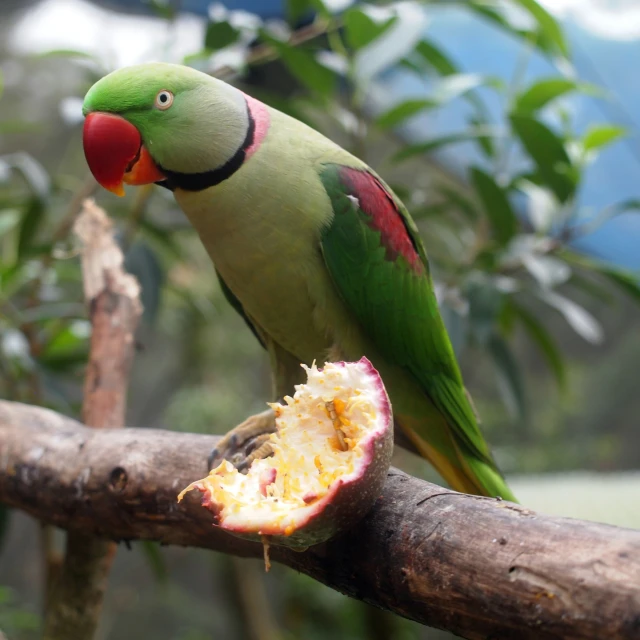 a green bird standing on a tree nch with an open half eaten fruit in its beak