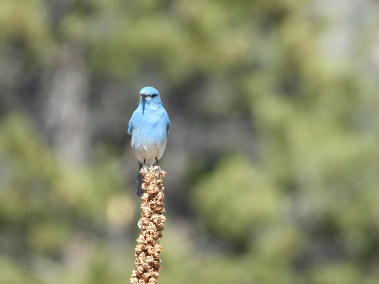 a bird perched on top of a dried up flower