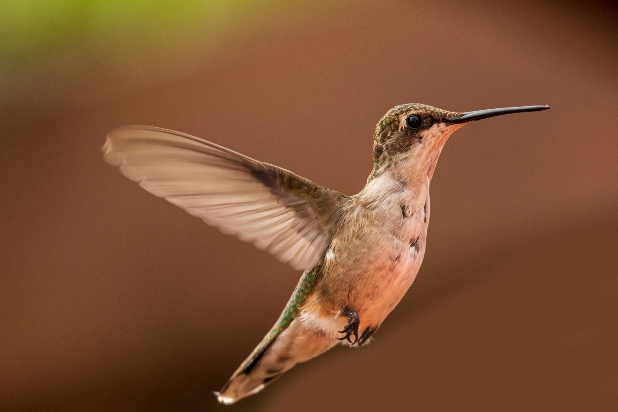 a hummingbird is flying towards the camera