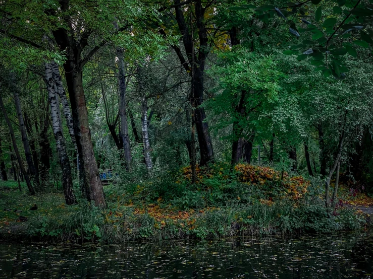 trees in the dark are seen around a pond