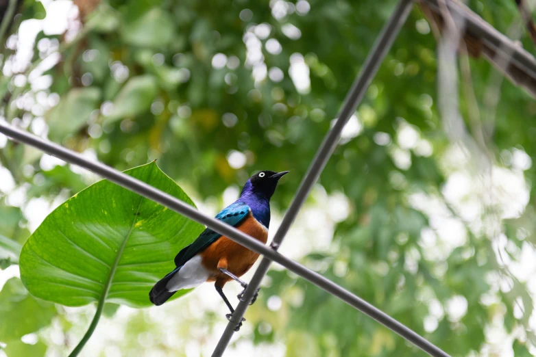 a brown, black and blue bird perched on top of a tree nch