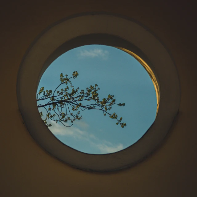 looking up at a tree that is in a window