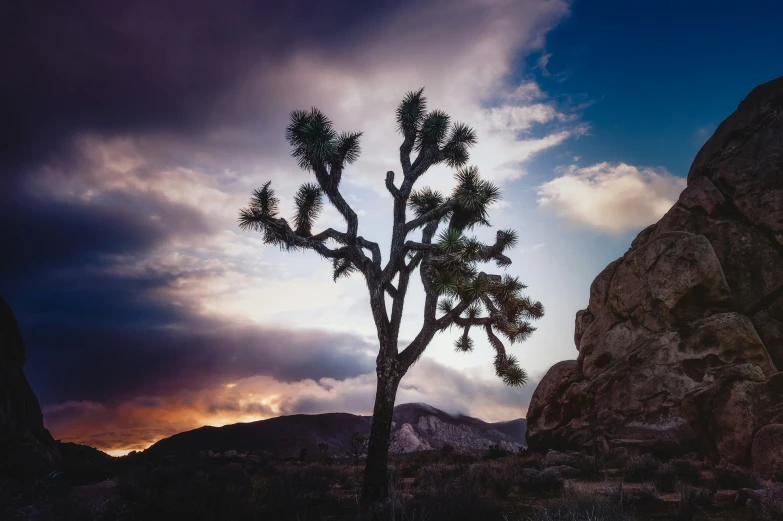 the sun rising behind a tall cactus tree