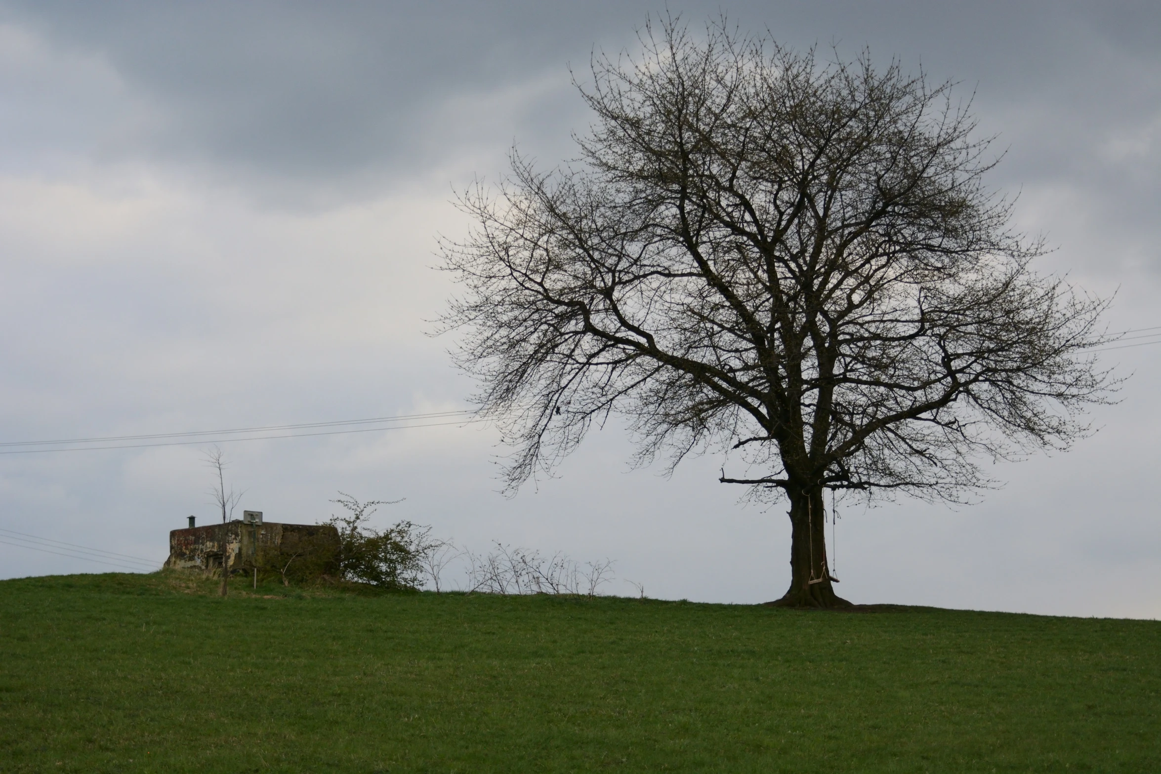 a lone tree in a field with power lines and wires